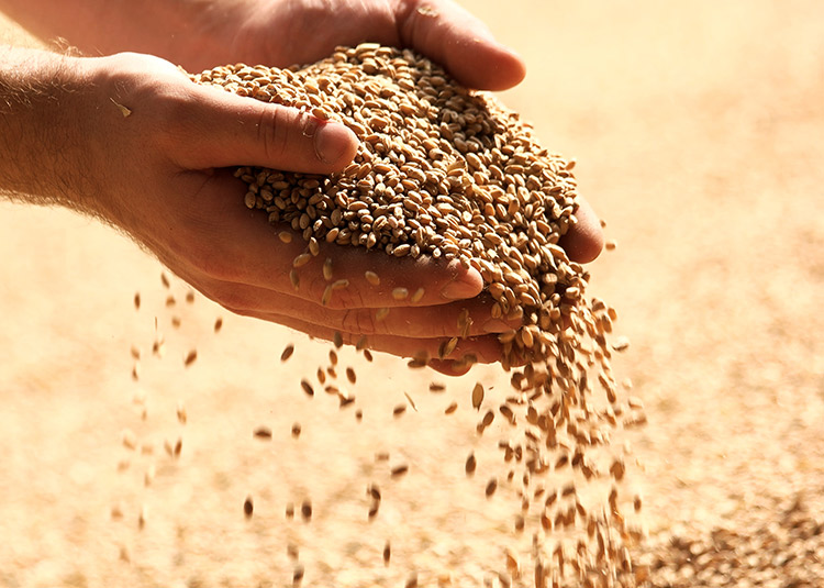 Технология помола зерна